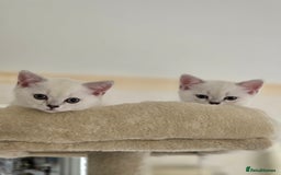 Scottish Fold cats for sale: Scottish fold kittens 😸  - Image 5
