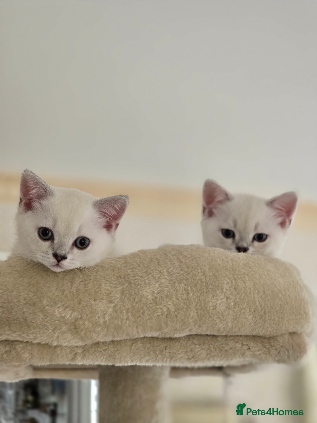Scottish Fold cats for sale: Scottish fold kittens 😸  - Image 5