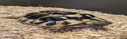 Tortoise reptiles for sale: 2x Herman's Tortoises for sale  - Advert 1