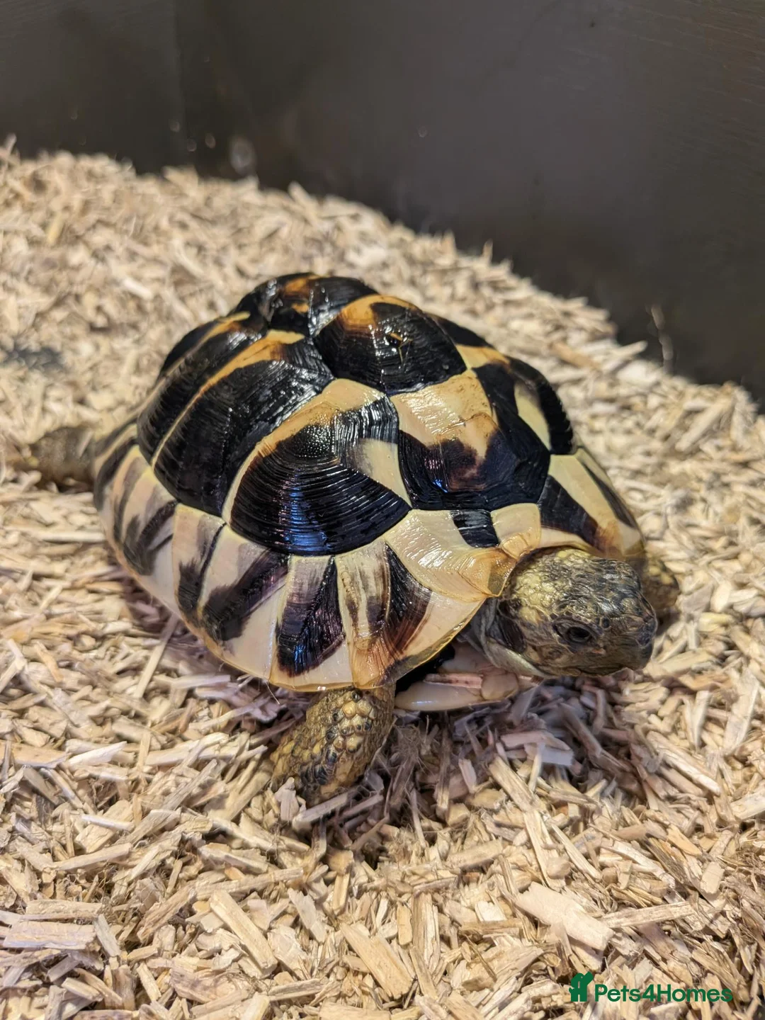 Tortoise reptiles for sale: 2x Herman's Tortoises for sale  - Advert 1