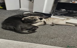 Staffordshire Bull Terrier dogs for stud: Stunning blue staffy for 1st time stud - Image 4