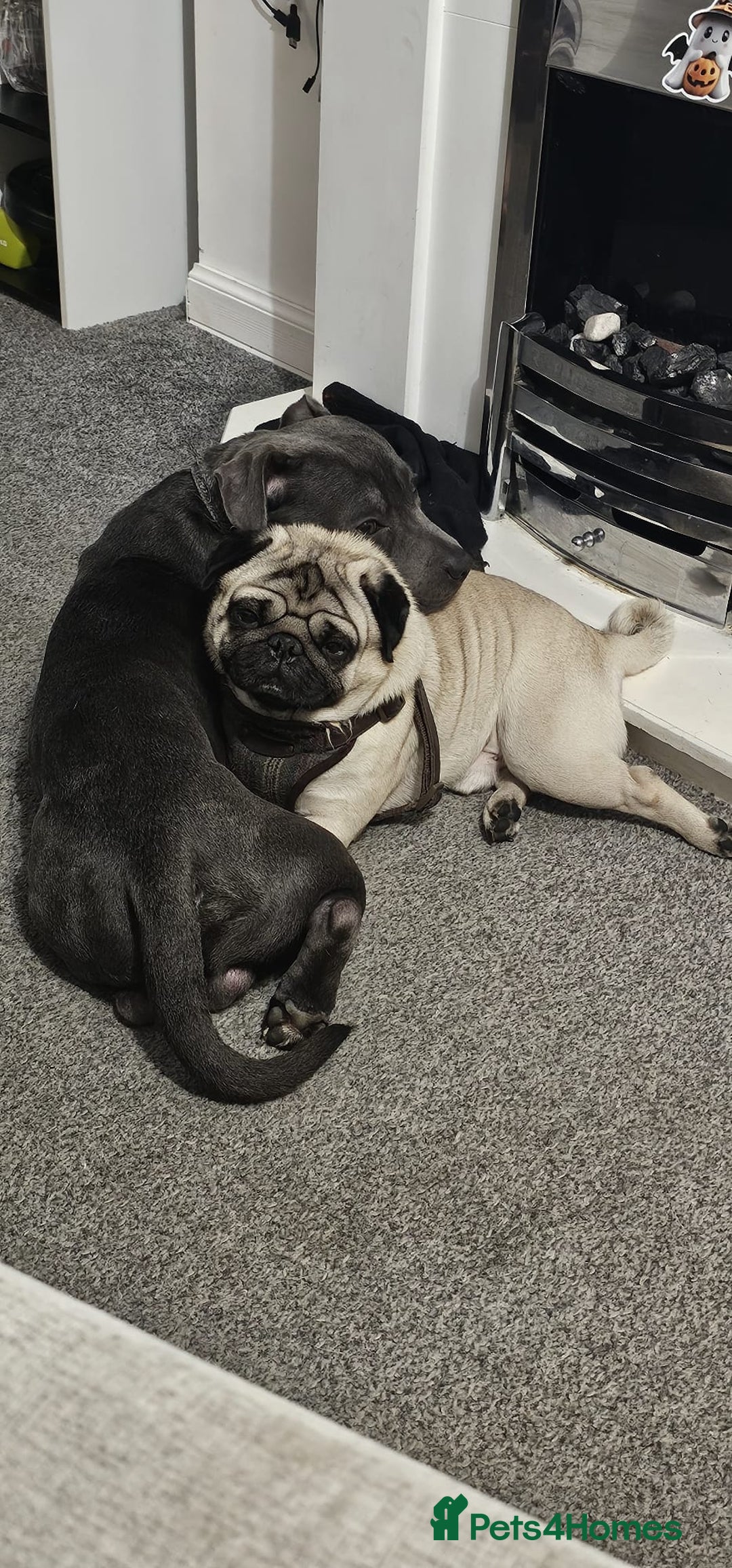 Staffordshire Bull Terrier dogs for stud: Stunning blue staffy for 1st time stud - Image 4