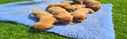 Labrador Retriever dogs for sale: Beautiful Fox Red Labrador Puppies For Sale - Advert 7