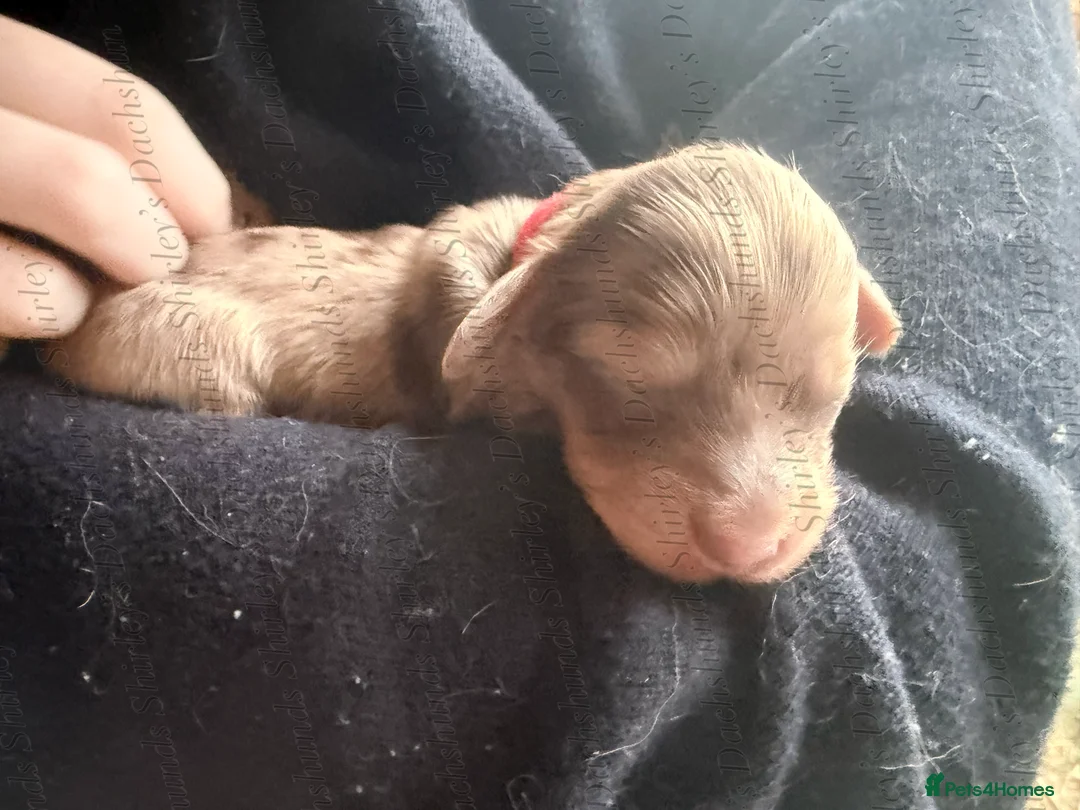 Miniature Dachshund dogs for sale: Longhaired Miniature Dachshunds KC Registered  - Advert 30