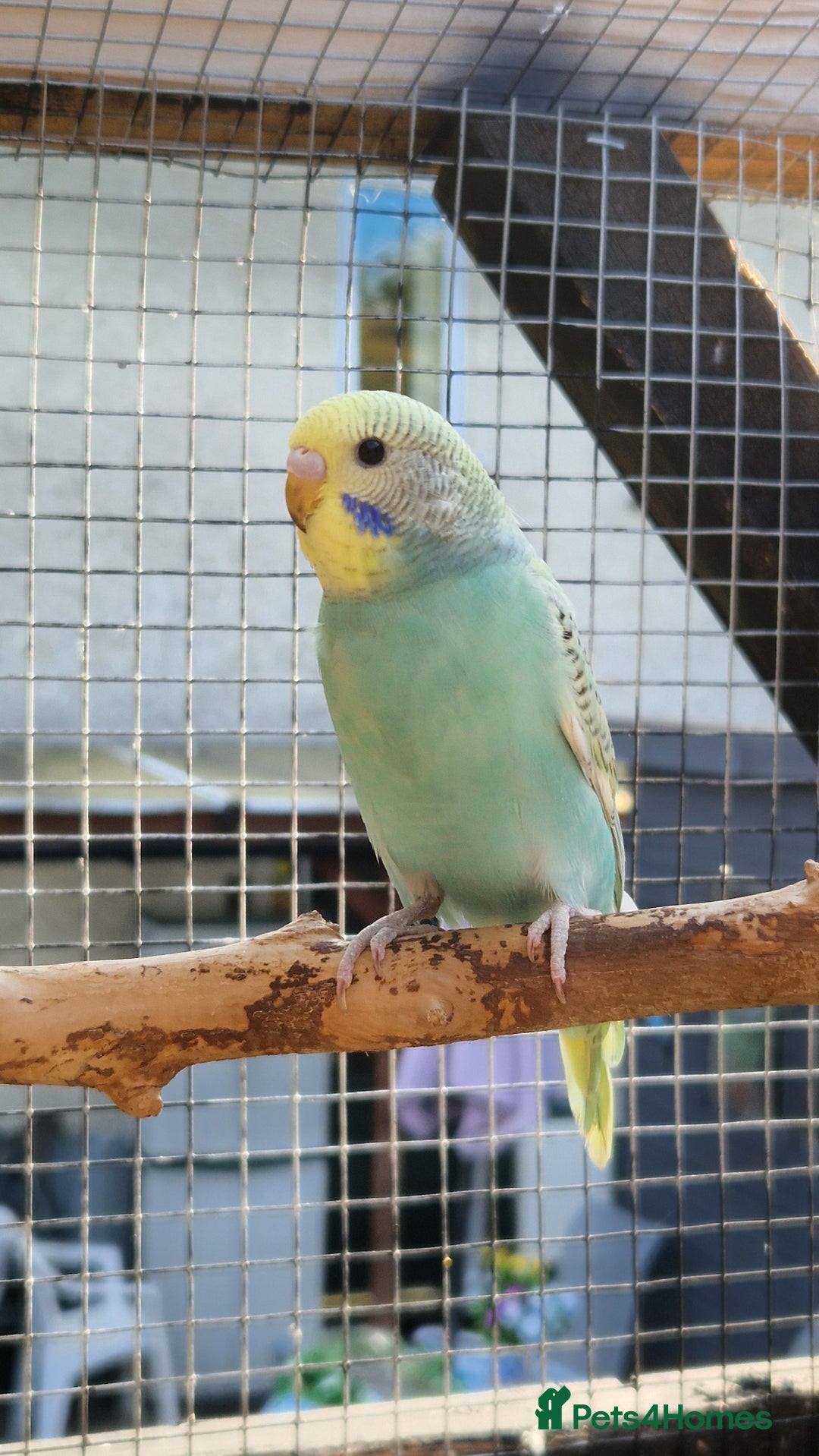 Budgerigars birds for sale: 6 baby budgies for sale from £30 to £40 - Image 14