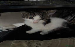 Mixed Breed cats for sale: Adorable Kittens  - Image 3