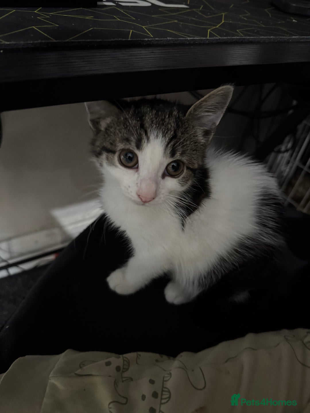 Mixed Breed cats for sale: Adorable Kittens  - Image 3