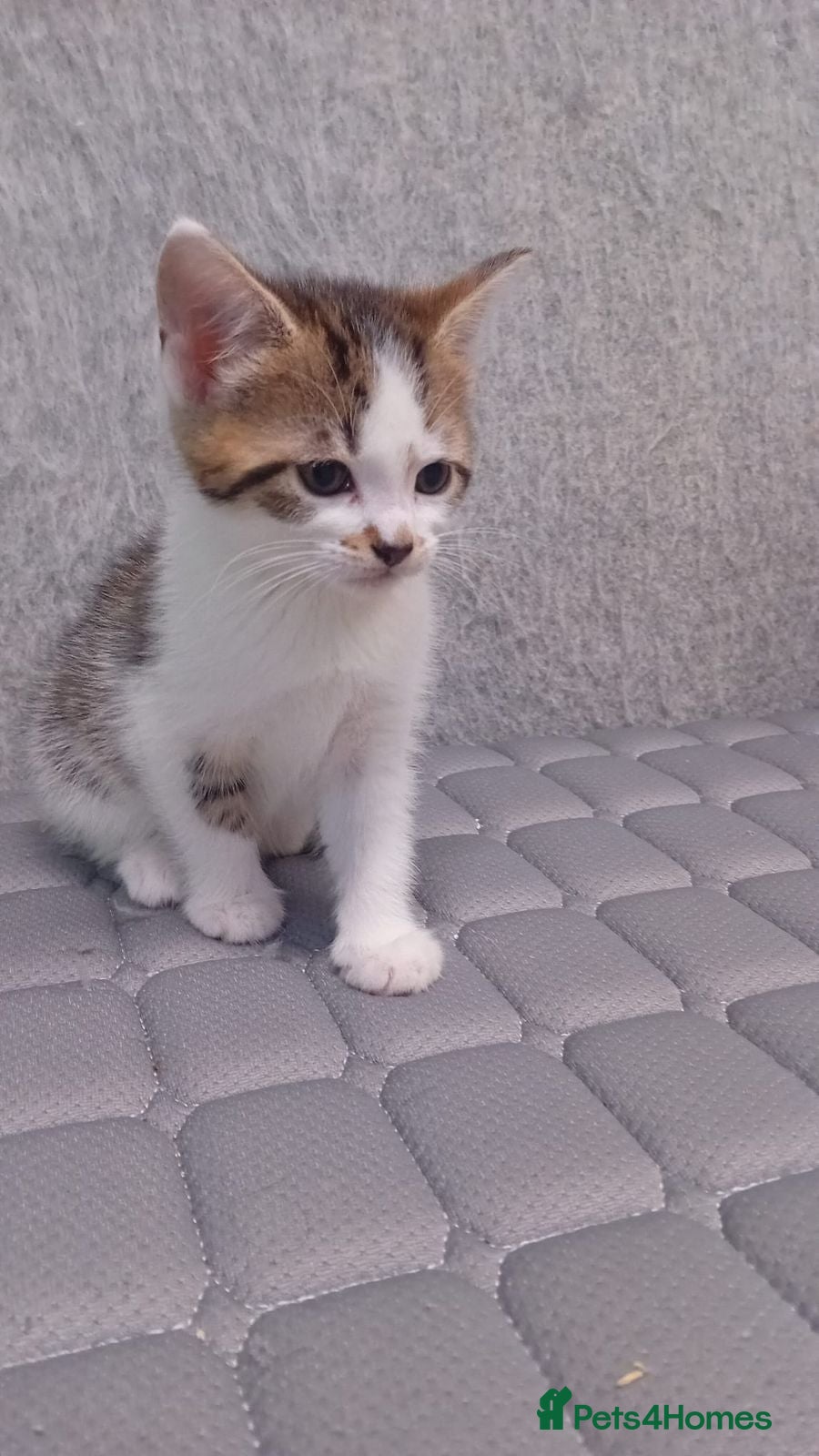 Mixed Breed cats Friendly kitten - Advert 1