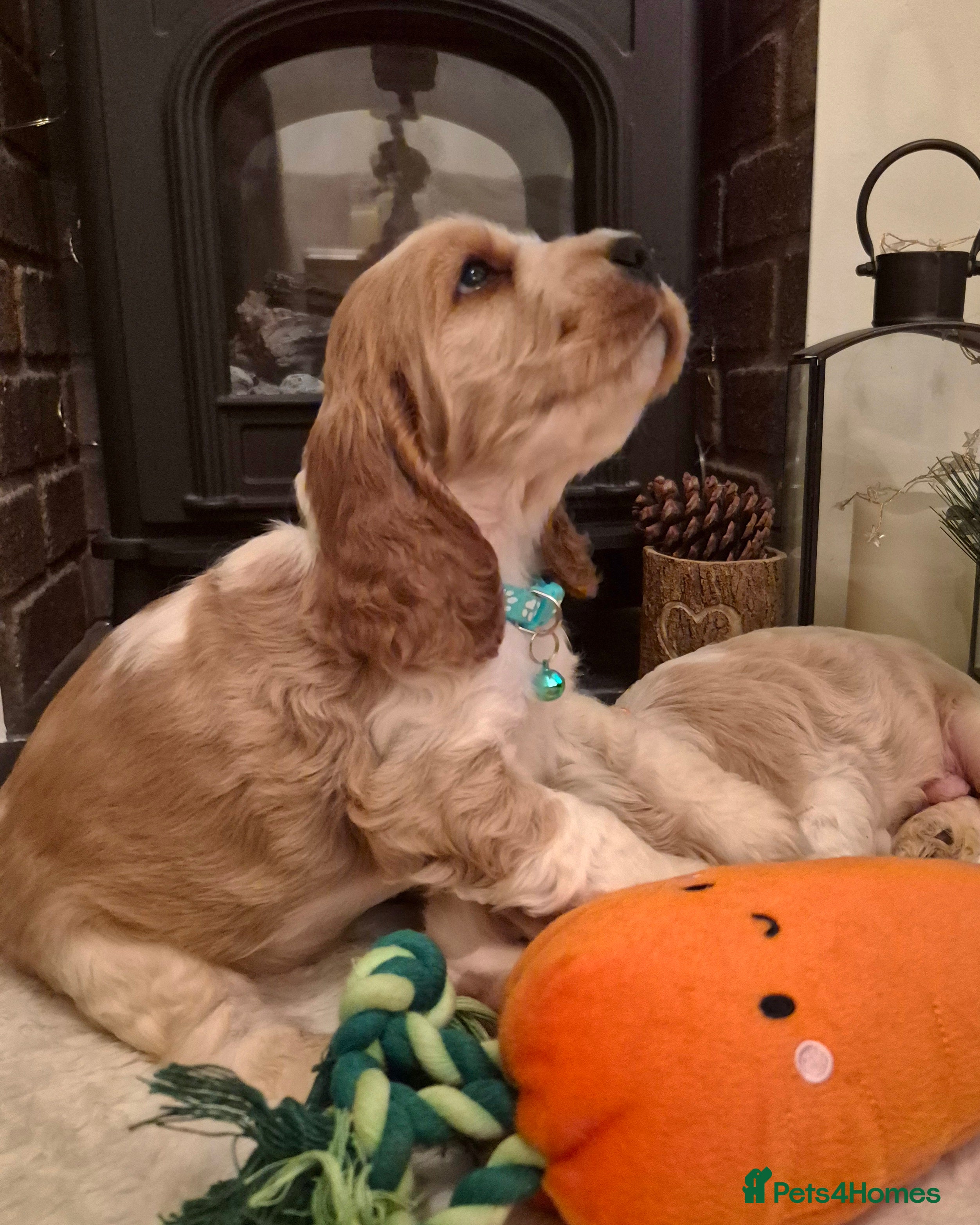 Cocker Spaniel dogs KC Reg,Health Tested, Show Cocker Spaniel Puppies  - Advert 2