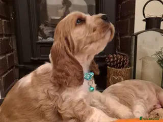 Cocker Spaniel dogs KC Reg,Health Tested, Show Cocker Spaniel Puppies - Advert 2