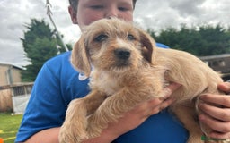 Mixed Breed dogs for sale: Jackapoo spaniel cross - hound puppies  - Image 10