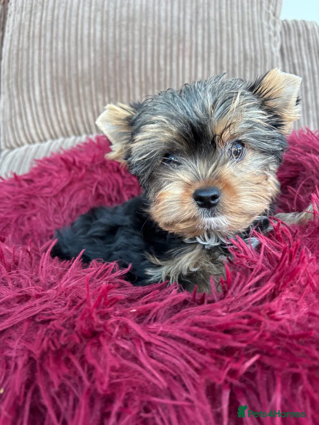 Yorkshire Terrier dogs for sale: Beautiful ned (pedigree name) - Advert 14