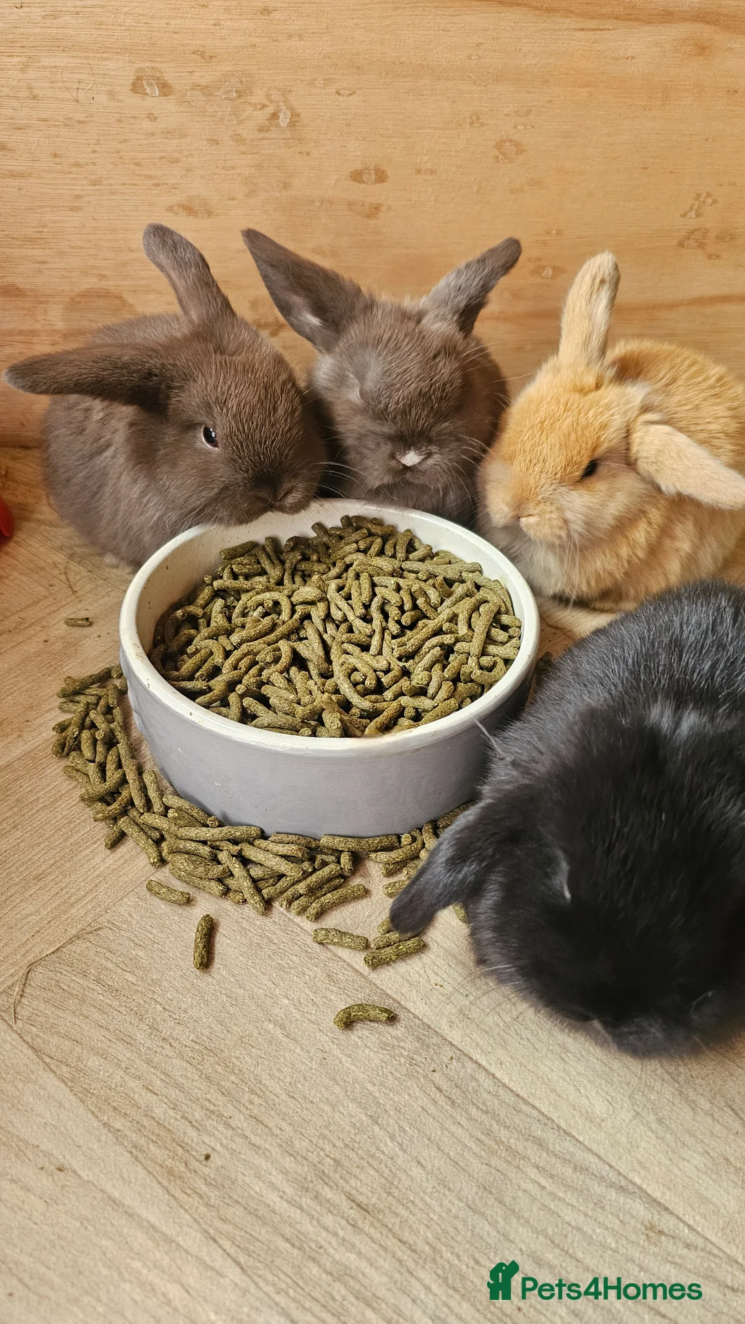 Mini Lop rabbits for sale: Beautiful Mini Lop Babies 🐇🐇🐇 - Advert 2