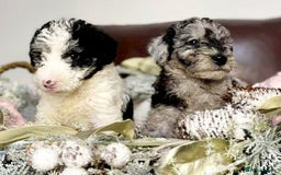 Mixed Breed dogs for sale: STUNNING FOODLE PUPPIES - Advert 5