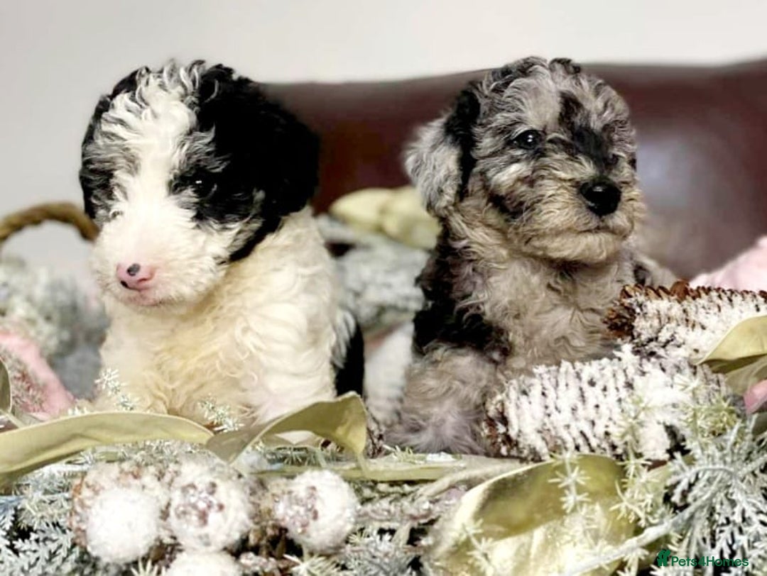 Mixed Breed dogs for sale: STUNNING FOODLE PUPPIES - Advert 5