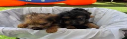 Mixed Breed dogs for sale: Borderpoo vet checked, 1st cross puppies - Advert 8