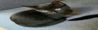 Female blue eyes 