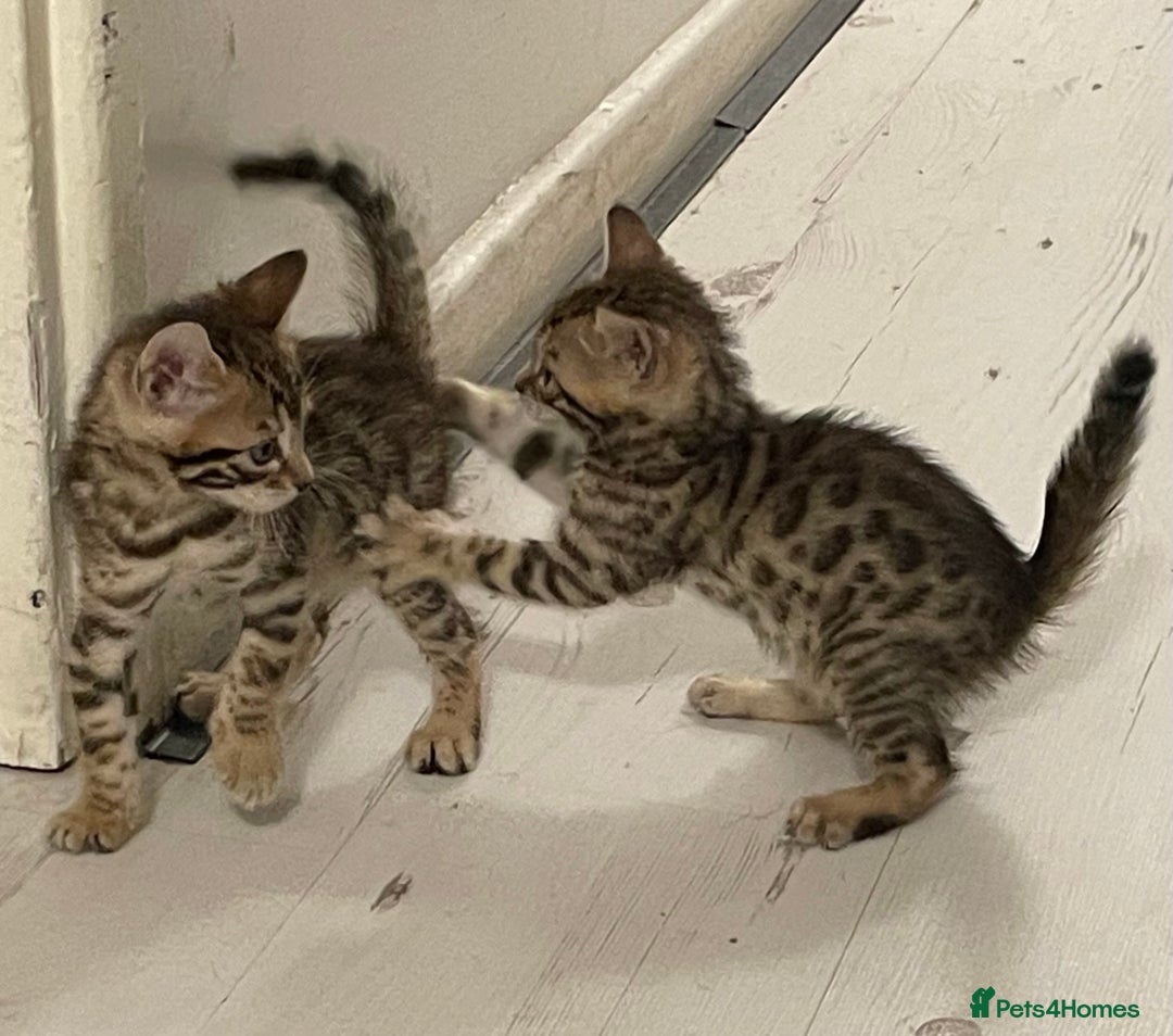 Bengal cats for sale: Bengal kittens - Advert 10