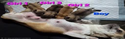 Chihuahua dogs for sale: 4 Chihauhau puppies ready end of July - Advert 7