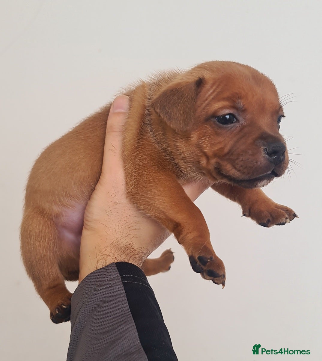 Staffordshire Bull Terrier dogs 🏆Red Grand Champion staffy puppy's  - Advert 16