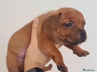 Staffordshire Bull Terrier dogs 🏆Red Grand Champion staffy puppy's - Advert 16