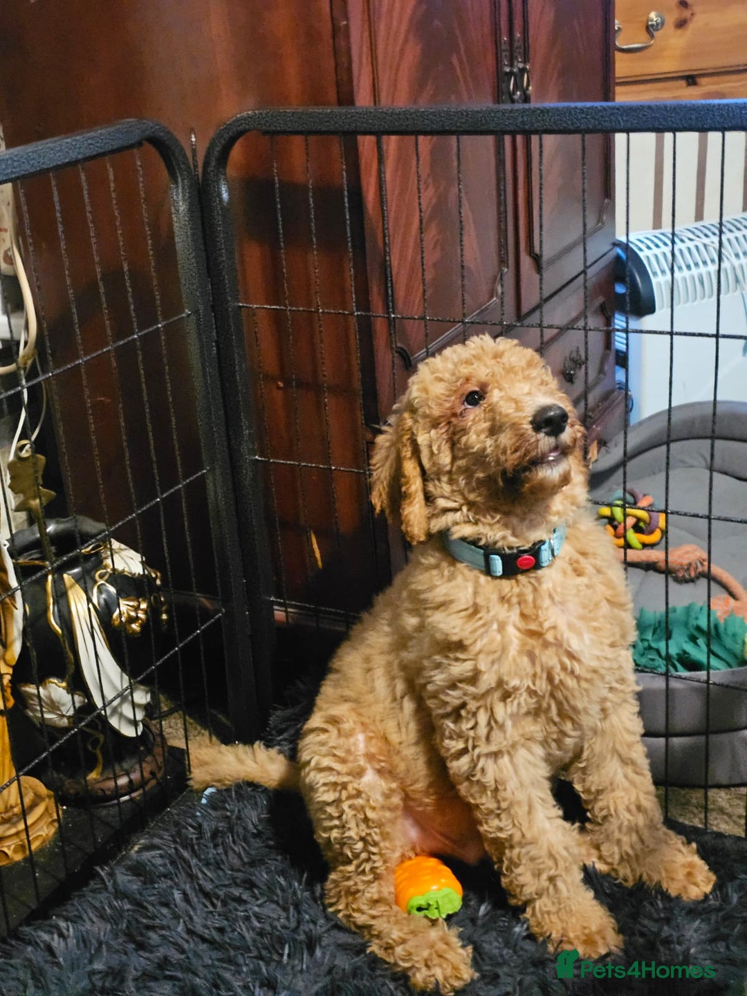 Labradoodle dogs for sale: Labradoodle f1b pups, 1 male, 1 female, stunning. - Advert 10