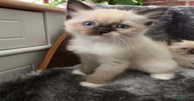 Ragdoll cats - Advert 1