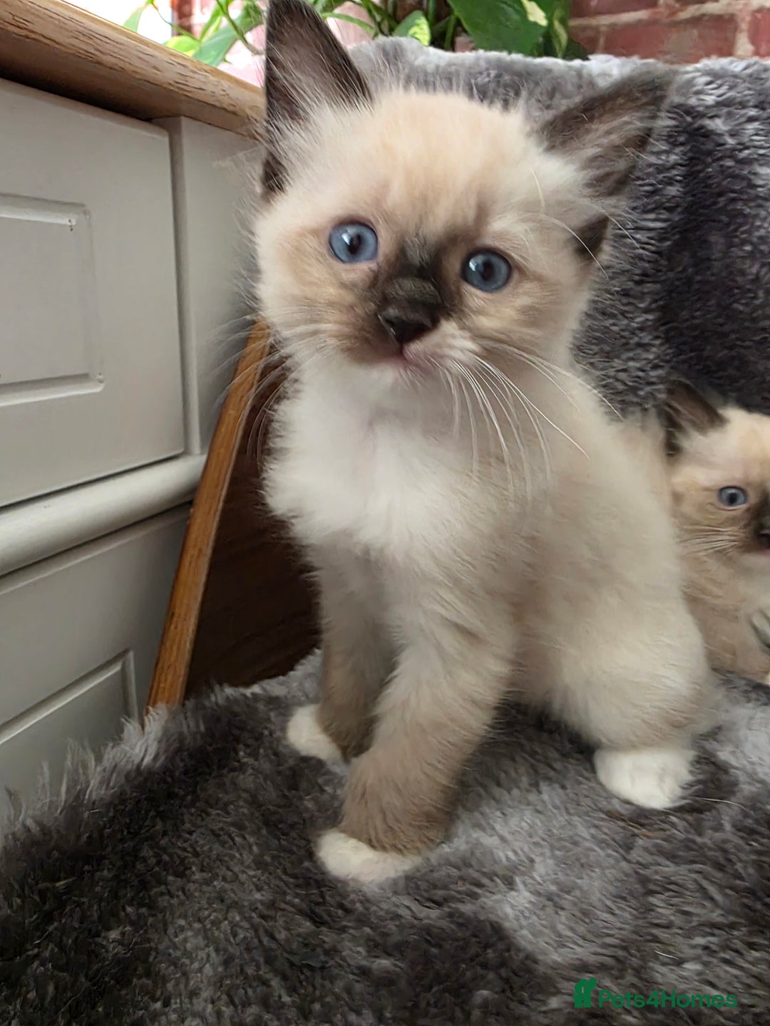 Ragdoll cats for sale: 2 male pure Ragdoll kittens ready now!  - Image 2