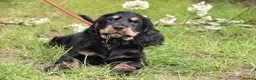 Cocker Spaniel dogs for sale: Last Male Ready Now Show Type Kc Reg  - Advert 18