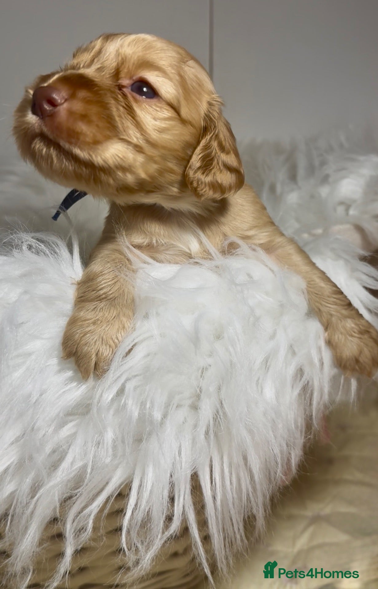 Cocker Spaniel dogs 💕1 remaining Show cockerspaniel baby’s💕 - Advert 8