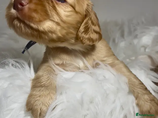 Cocker Spaniel dogs 💕1 remaining Show cockerspaniel baby’s💕 - Advert 18