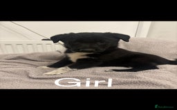 Mixed Breed dogs for sale: 3 fluffy Shollie German Shepard x Boarder Collie - Image 5