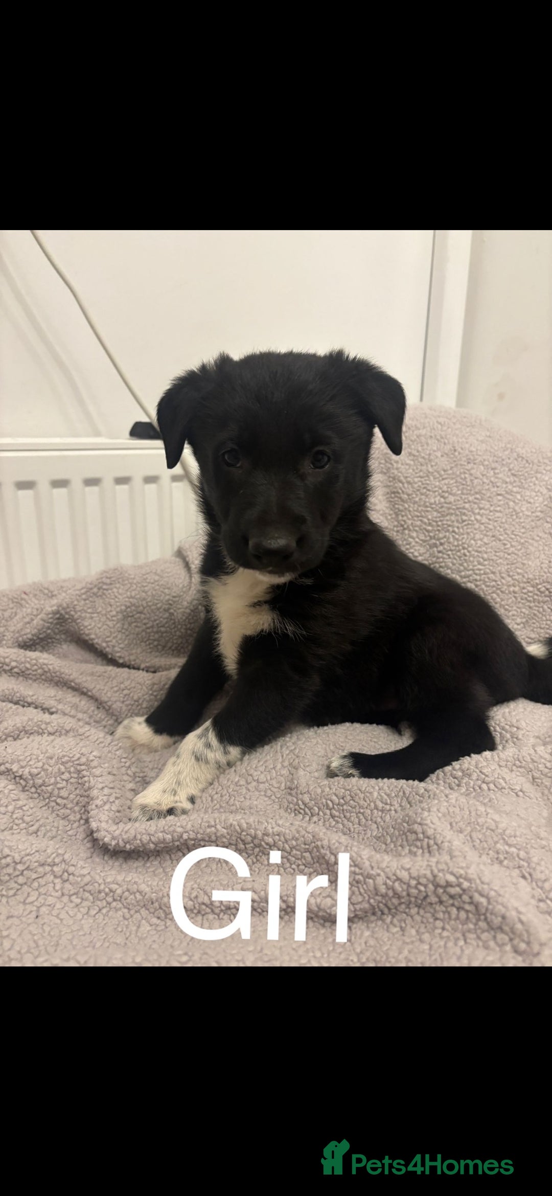 Mixed Breed dogs for sale: 3 fluffy Shollie German Shepard x Boarder Collie - Image 5
