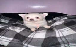 Pomchi dogs for sale: Beautiful Fluffy Pomchis - Image 28