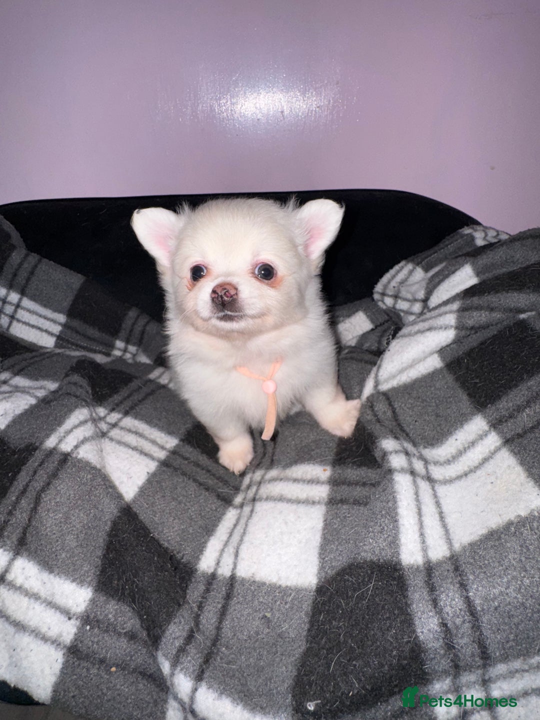 Pomchi dogs for sale: Beautiful Fluffy Pomchis - Image 28
