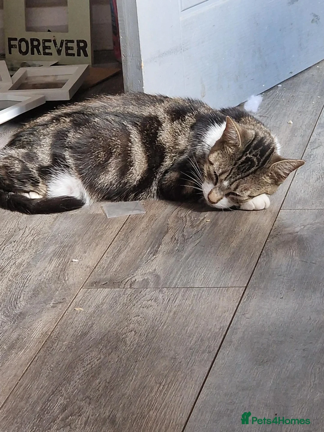 Mixed Breed cats for sale: Male kittens for sale in Normanton - Advert 2