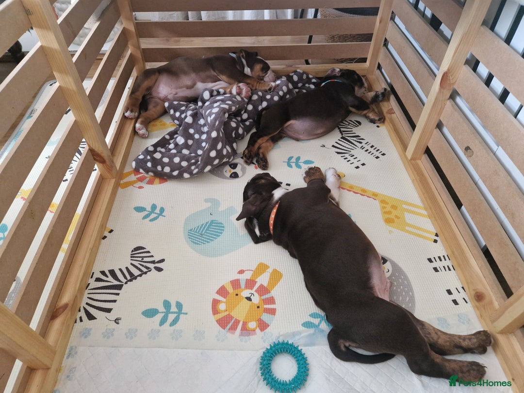 Mixed Breed dogs for sale: 3 Old English bulldog boys £1500  - Image 18