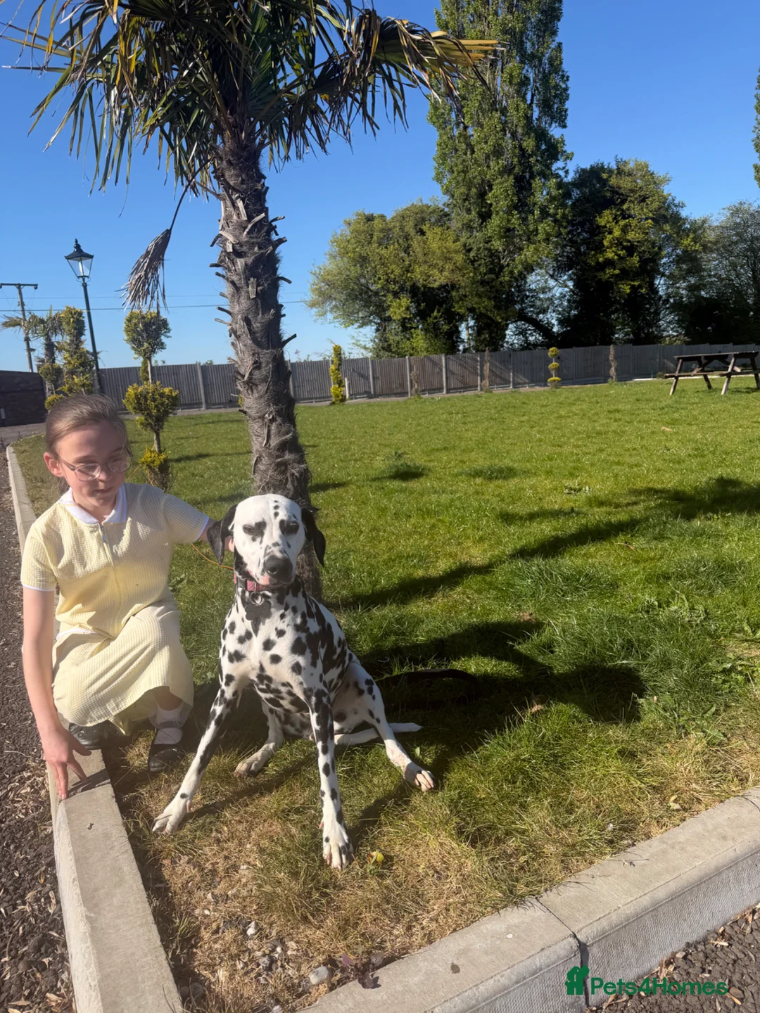 Dalmatian dogs for sale:  Kc ✨LITTER INCOMING!! Perdy and Pongos puppies ✨ - Advert 1