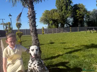 Dalmatian dogs Kc ✨LITTER INCOMING!! Perdy and Pongos puppies ✨ - Advert 5