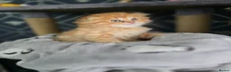 Scottish Fold cats for sale: Scottish fold litter due early September - Advert 4