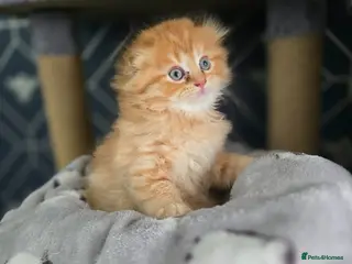 Scottish Fold cats Beautiful Scottish fold x British short haired - Advert 14