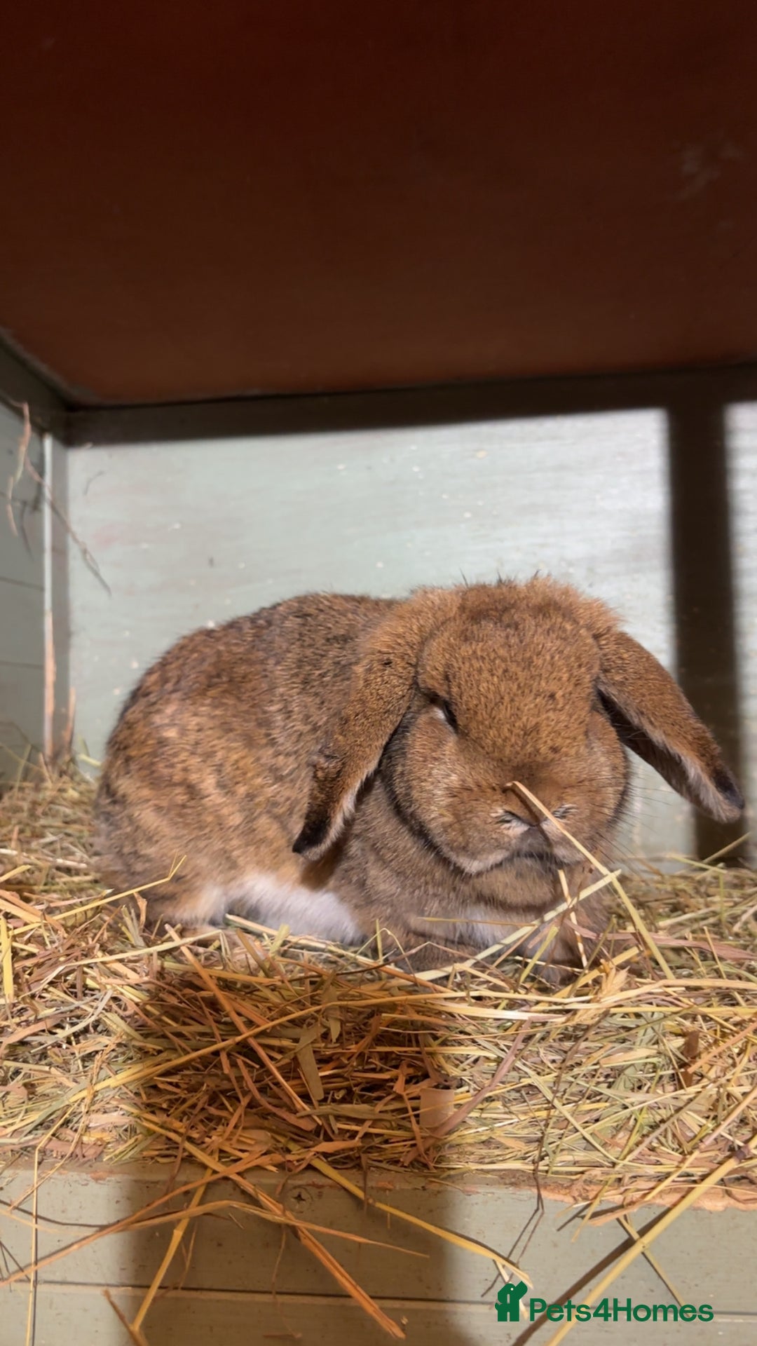 Mini Lop rabbits for sale: Beautiful colour mini lop rabbits  - Advert 8