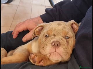 English Bulldog dogs Last 2 healthy happy pups reduced to leave today - Advert 1