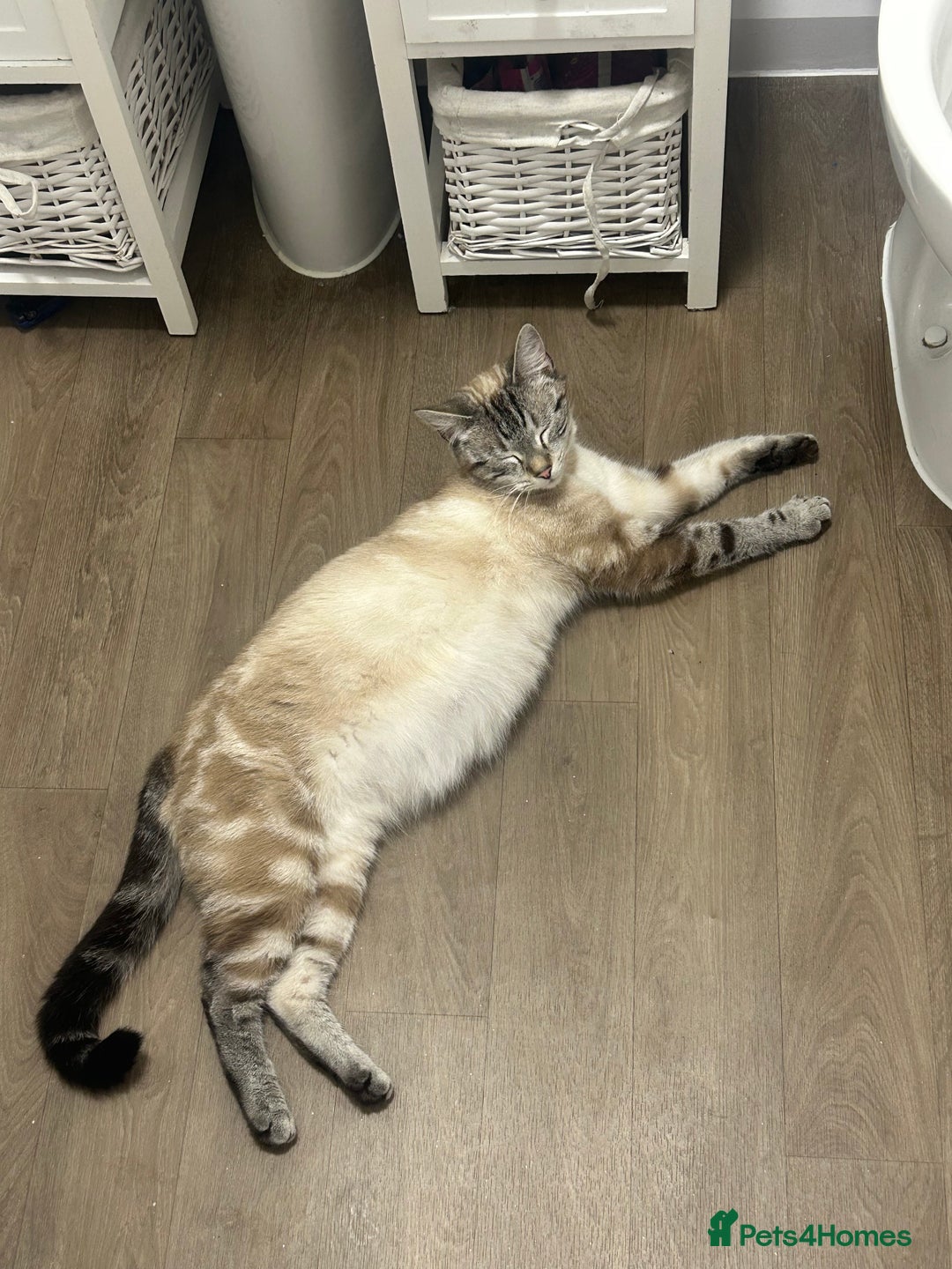 Bengal cats for sale: Girl Bengal cross kitten  - Advert 1