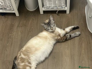 Bengal cats Girl Bengal cross kitten - Advert 1