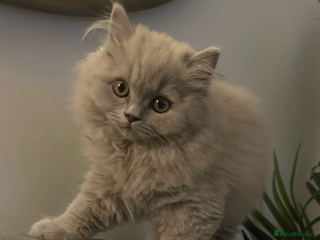 British Shorthair cats British short hair mix Scottish - Advert 3