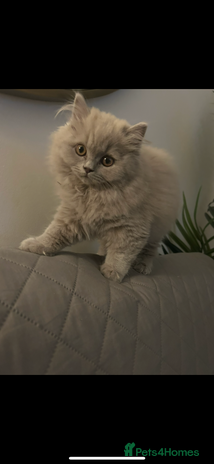 British Shorthair cats British short hair mix Scottish - Advert 6