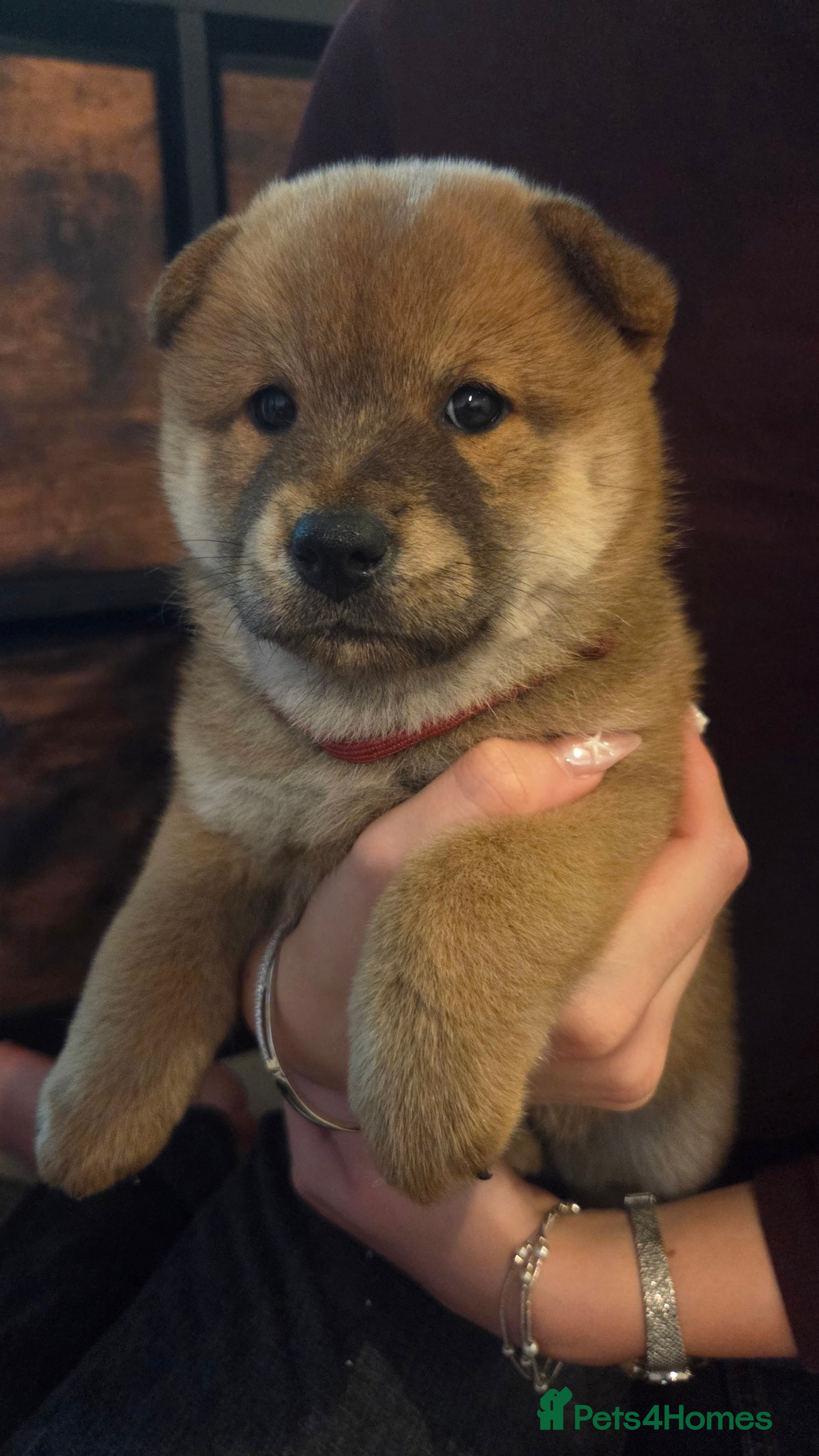 Mixed Breed dogs Chowba- Shiba Inu and Chow Chow cross - Advert 2