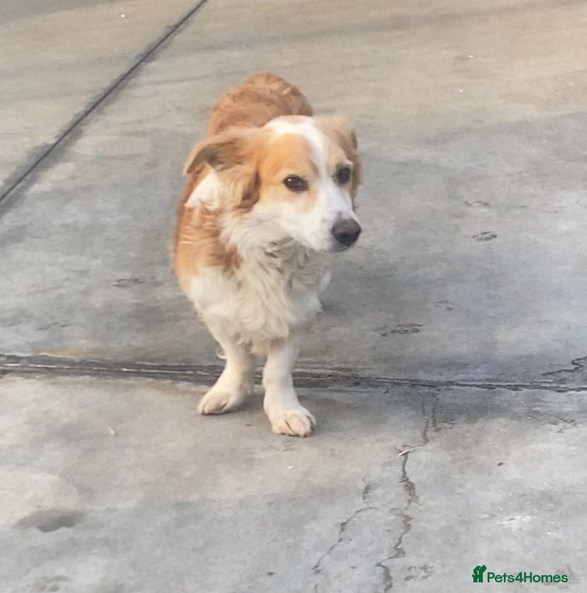 Mixed Breed dogs Ricky, 7yrs old approx. Is Adopted🎉🎉. - Advert 3