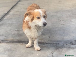 Mixed Breed dogs Ricky, 7yrs old approx. Available for adoption. - Advert 1